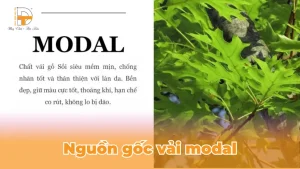 nguồn gốc của vải modal